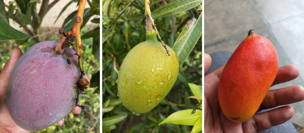 0a04dcd1e0f75b0150 Different types of mango in India 1 Mango Man of India: कैसे भारत के 'मैंगो मैन' ने 300 स्वादों वाला एक अनूठा पेड़ उगाया