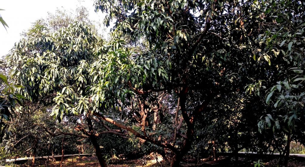 ab583760 366f 4e58 aae1 3266fb3f427f75a65ea360d9e90635 India Mango Tree Mango Man of India: कैसे भारत के 'मैंगो मैन' ने 300 स्वादों वाला एक अनूठा पेड़ उगाया
