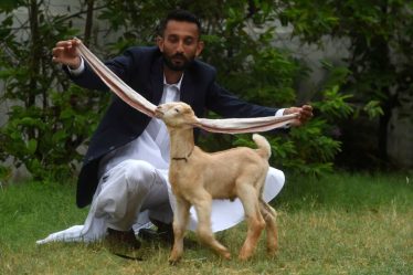simba goat Pakistani Longest Eared Goat: पाकिस्तानी बकरी सिम्बा जो जल्द विश्व रिकॉर्ड बना सकती है!