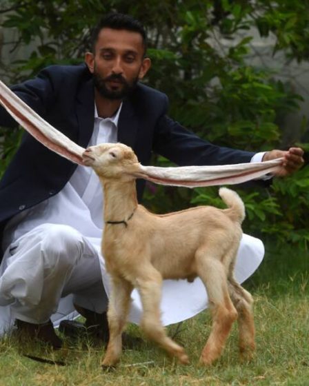 simba goat Pakistani Longest Eared Goat: पाकिस्तानी बकरी सिम्बा जो जल्द विश्व रिकॉर्ड बना सकती है!