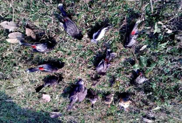 Birds Suicide Jatinga Bird Suicide Mystery: जहां ख़ास मौक़े पर सैकड़ों पक्षी करते हैं आत्महत्या