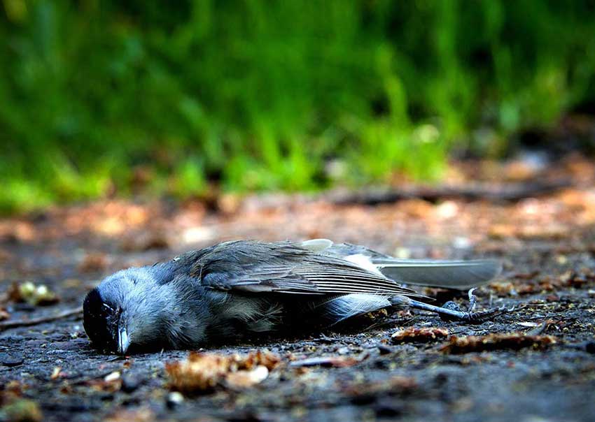 bird-dead-jatinga