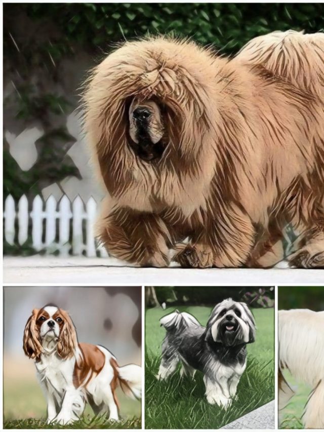 10 of the most expensive dog breeds in the world | दुनिया की  10 सबसे महँगे कुत्तों  की नस्लें
