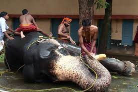ELephant Spa Kerala 1 भारत में है यह विश्व का अनोखा 'एलीफैंट स्पा'