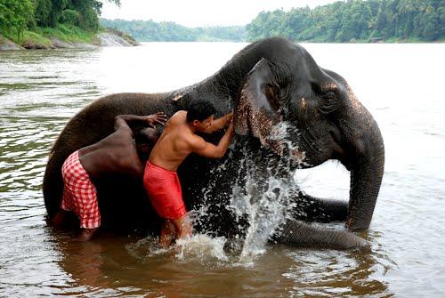 elephant Spa 1 भारत में है यह विश्व का अनोखा 'एलीफैंट स्पा'