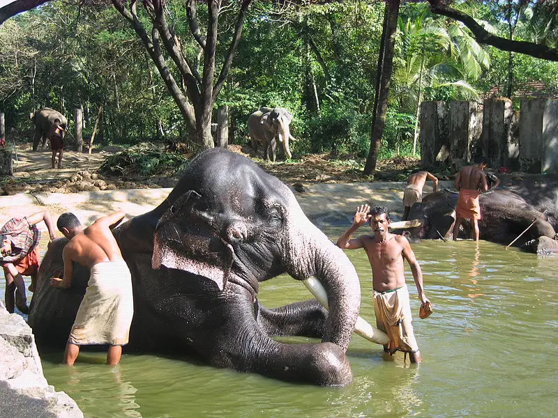 punnathur kotta thrissur Elephant Spa भारत में है यह विश्व का अनोखा 'एलीफैंट स्पा'