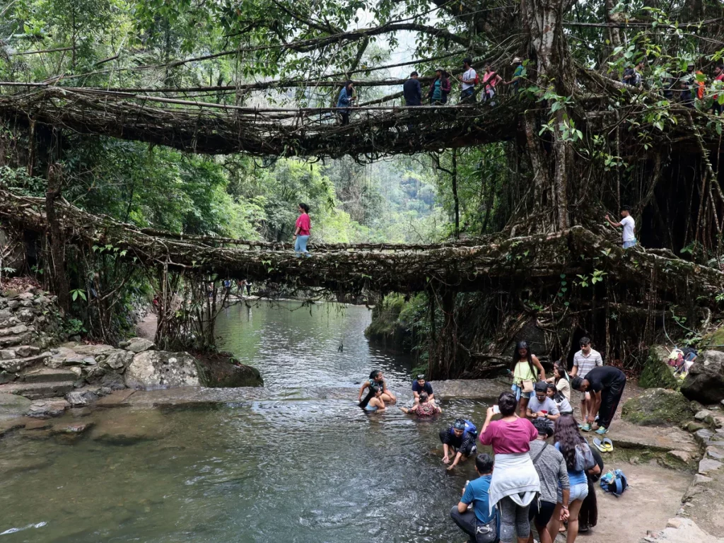 Living root bridges of Meghalaya are a unique blend of nature and human ingenuity. Mastered by local Khasi and Jaintia tribes , these extraordinary bridges are a symbol of blend of nature, humans, aesthetics and utility