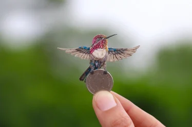 Bee Hummingbird the tinniest bird on the planet