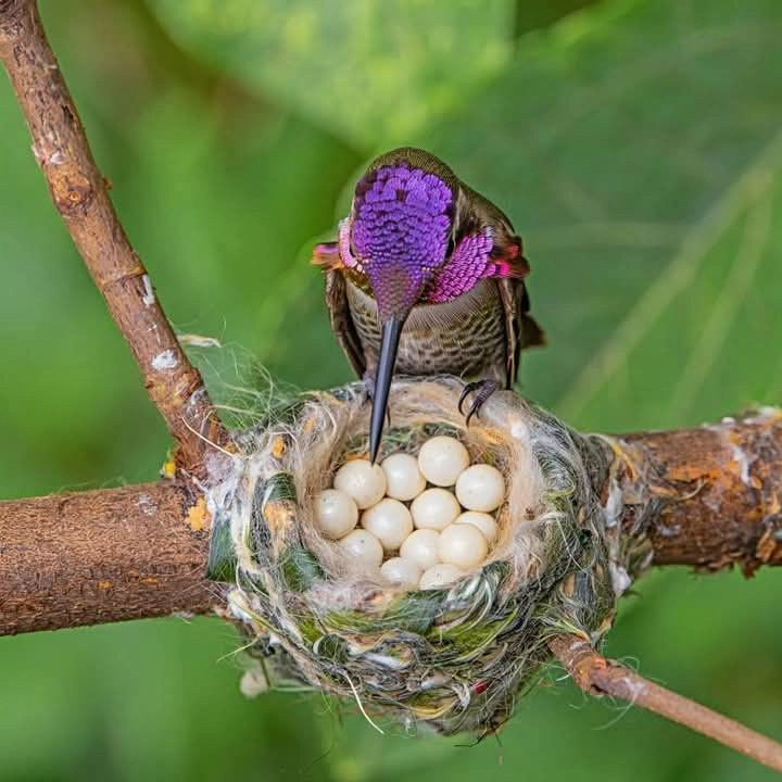 World's Smallest Bird bee humming bird