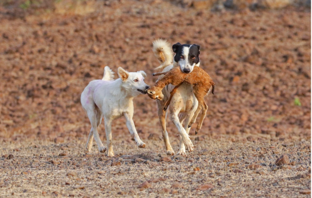 Feral Dogs- इंसानों से दूर, झुंड में शिकार करने वाले जंगली कुत्ते. Source- Nature InFocus