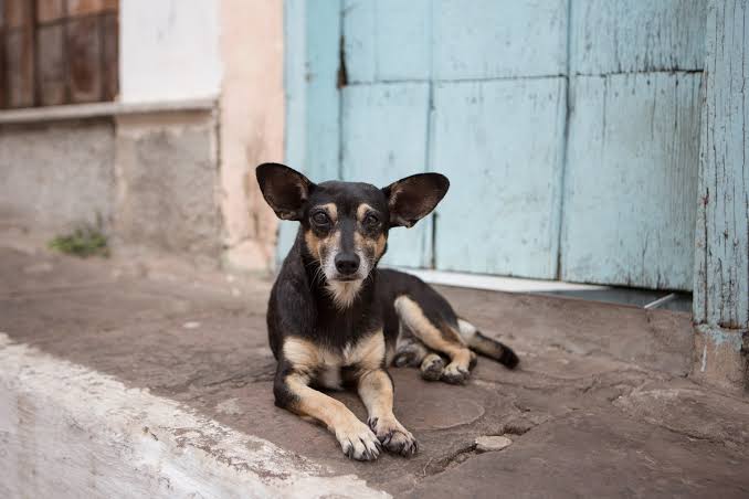 5 Difference between Feral Dogs and Stray Dogs Source: National Geographic.jpeg